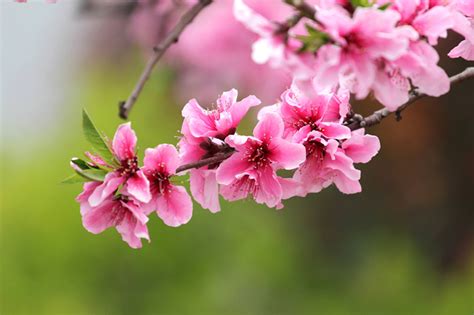 桃花運 英文|桃花运